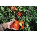 TOMATE Andine Cornue