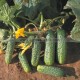 Graine bio CORNICHON Serena F1 