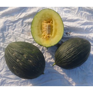 Graines del Païs : Autres légumes fruits > Melon d'hiver Vert