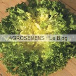 Fine de Meaux - chicorée frisée bio - semences maraîchères AGROSEMENS