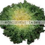 Myrna - chicorée frisée bio - semences maraîchères AGROSEMENS