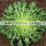 grosse Pommant seule - chicorée frisée bio - semences maraîchères AGROSEMENS