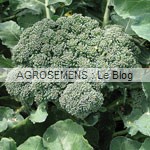 brocoli bio - semences maraicheres AGROSEMENS